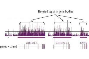 hMeDIP-chip performed on human brain DNA using 5-Hydroxymethylcytosine (5-hmC) antibody. (5-Hydroxymethylcytosine Antikörper)