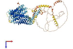 SLC9A3 Protein (AA 1-829) (His tag)