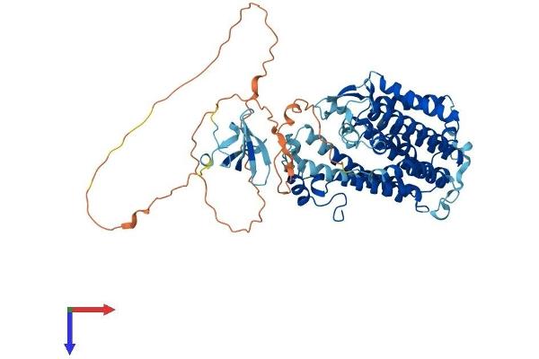 Lamin B Receptor Protein (LBR) (AA 1-615) (His tag)