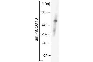 COX10 antibody - middle region  validated by WB using mouse mitochondria at 1:1000. (COX10 Antikörper  (Middle Region))