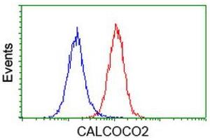 Image no. 4 for anti-Calcium Binding and Coiled-Coil Domain 2 (CALCOCO2) antibody (ABIN1497076) (CALCOCO2 Antikörper)