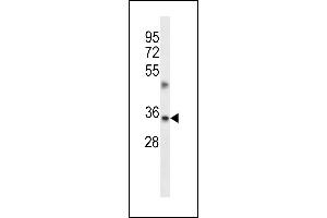 TMBIM1 Antibody (N-term) (ABIN657075 and ABIN2846238) western blot analysis in A549 cell line lysates (35 μg/lane). (TMBIM1 Antikörper  (N-Term))