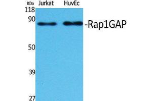 Western Blot (WB) analysis of specific cells using Rap1GAP Polyclonal Antibody. (RAP1GAP Antikörper  (C-Term))