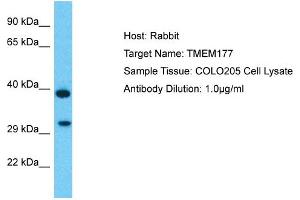 Host: Rabbit Target Name: TMEM177 Sample Type: COLO205 Whole Cell lysates Antibody Dilution: 1. (TMEM177 Antikörper  (C-Term))