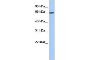 Fibrinogen Alpha antibody used at 1 ug/ml to detect target protein. (FGA Antikörper  (Middle Region))