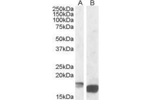 Antibody (1µg/ml) staining of Mouse Kidney lysate (A) and of Mouse Spleen lysate (B) (35µg protein in RIPA buffer).
