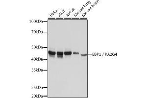 Western blot analysis of extracts of various cell lines, using EBP1/PG4 Rabbit mAb (ABIN7269550) at 1:1000 dilution. (PA2G4 Antikörper)