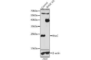 Western blot analysis of extracts from normal (control) and RhoC knockout (KO) 293T cells, using RhoC antibody (ABIN3021332, ABIN3021333, ABIN3021334 and ABIN1513483) at 1:1000 dilution. (RHOC Antikörper  (AA 1-193))