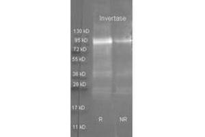 Image no. 1 for anti-Invertase antibody (Texas Red (TR)) (ABIN799705) (Invertase Antikörper  (Texas Red (TR)))