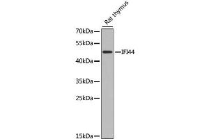 Western blot analysis of extracts of rat thymus, using IFI44 antibody. (IFI44 Antikörper)