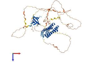 EFS Protein (AA 1-561) (His tag)