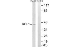 Western Blotting (WB) image for anti-RNA Terminal Phosphate Cyclase-Like 1 (RCL1) (AA 324-373) antibody (ABIN2890600) (RCL1 Antikörper  (AA 324-373))