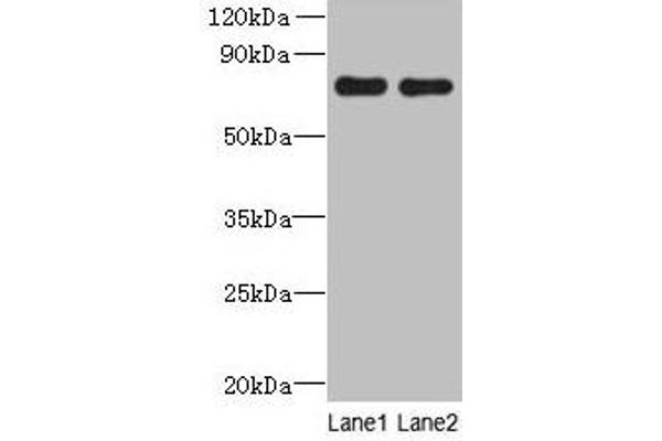 ACTR8 Antikörper  (AA 35-175)