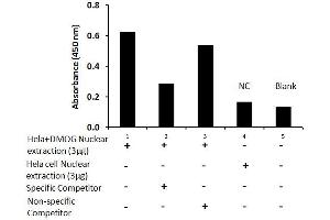 Transcription factor activity assay of HIF-1α from nuclear extracts of HeLa cells or HeLa cells treated with DMOG (1mM) for 4 hr with the specific competitor or non-specific competitor. (HIF1A ELISA Kit)