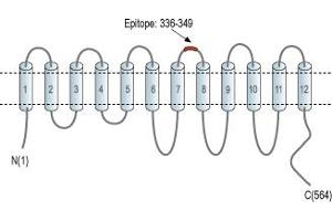 anti-Solute Carrier Family 43, Member 1 (SLC43A1) (4th Extracellular Loop), (AA 336-349) antibody