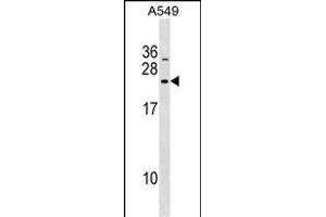 DNAJC5B Antibody (Center) (ABIN1538501 and ABIN2849474) western blot analysis in A549 cell line lysates (35 μg/lane). (DNAJC5B Antikörper  (AA 58-84))