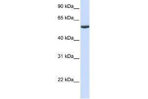 PHF10 antibody used at 1 ug/ml to detect target protein. (PHF10 Antikörper  (Middle Region))