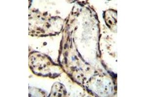 Immunohistochemistry analysis in formalin fixed and paraffin embedded human placenta tissue reacted with AP52035PU-N followed by peroxidase conjugation of the secondary antibody and DAB staining. (HEXIM1 Antikörper  (Middle Region))