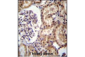 RNF43 Antibody (C-term) (ABIN657128 and ABIN2846272) immunohistochemistry analysis in formalin fixed and paraffin embedded human kidney tissue followed by peroxidase conjugation of the secondary antibody and DAB staining.