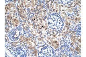 ARMCX6 antibody was used for immunohistochemistry at a concentration of 4-8 ug/ml to stain Epithelial cells of renal tubule (arrows) in Human Kidney. (ARMCX6 Antikörper  (N-Term))