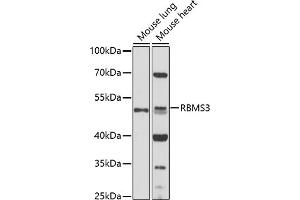 Western blot analysis of extracts of various cell lines, using RBMS3 antibody (ABIN7270096) at 1:1000 dilution. (RBMS3 Antikörper  (AA 334-433))