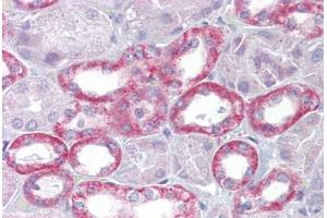 Anti-Klotho antibody IHC staining of human kidney. (Klotho Antikörper  (AA 251-300))