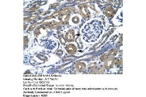 Human kidney (IKZF1 Antikörper  (Middle Region))