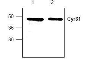 Image no. 1 for anti-Cysteine-Rich, Angiogenic Inducer, 61 (CYR61) antibody (ABIN127279) (CYR61 Antikörper)