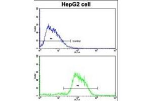Flow cytometric analysis of HepG2 cells using CDH4 Antibody (N-term)(bottom histogram) compared to a negative control cell (top histogram). (Cadherin 4 Antikörper  (N-Term))
