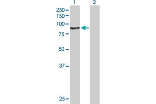 ACSBG1 Antikörper  (AA 1-724)