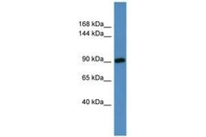 Image no. 1 for anti-Hermansky-Pudlak Syndrome 3 (HPS3) (AA 51-100) antibody (ABIN6746006) (HPS3 Antikörper  (AA 51-100))