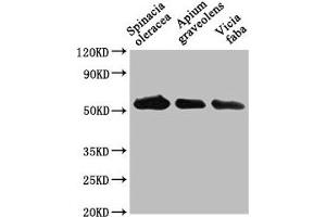Western Blot Positive WB detected in: Spinacia oleracea leaf tissue, Apium graveolens leaf tissue, Vicia faba leaf tissue All lanes: PEX14 antibody at 1:1000 Secondary Goat polyclonal to rabbit IgG at 1/50000 dilution Predicted band size: 56 kDa Observed band size: 56 kDa (PEX14 Antikörper  (AA 288-507))