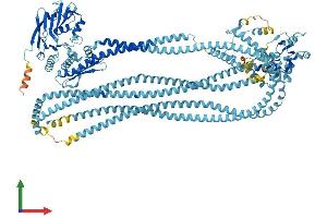 AlphaFold protein structure predicition of Human Recombinant SMC1B Protein, UniprotID Q8NDV3 (SMC1B Protein (AA 1-1235) (His tag))