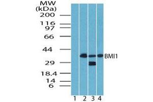 Image no. 1 for anti-BMI1 Polycomb Ring Finger Oncogene (BMI1) (AA 270-320) antibody (ABIN960099) (BMI1 Antikörper  (AA 270-320))