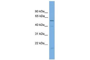 WB Suggested Anti-BECN1 Antibody Titration: 0. (Beclin 1 Antikörper  (Middle Region))