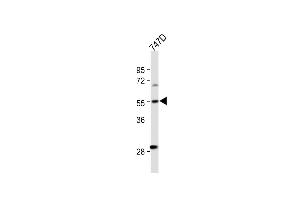 CYP27B1 Antikörper  (C-Term)