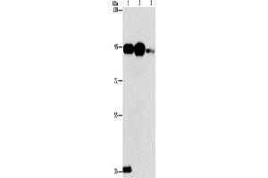 Western Blotting (WB) image for anti-Phospholipase A2, Group IVB (Cytosolic) (PLA2G4B) antibody (ABIN2432875) (PLA2G4B Antikörper)