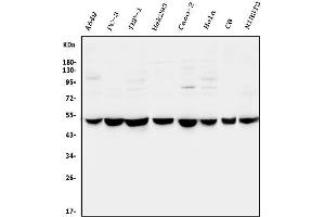 Western blot analysis of CTBP2 using anti-CTBP2 antibody (ABIN3042768).