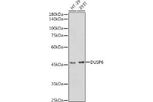 Western blot analysis of extracts of various cell lines, using DUSP6 antibody (ABIN3017520, ABIN3017521, ABIN3017522 and ABIN6220131) at 1:1000 dilution. (DUSP6 Antikörper  (AA 1-170))