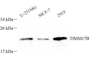 Western blot analysis of TIMM17B (ABIN7075982) at dilution of 1: 800 (TIMM17B Antikörper)
