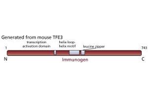 Image no. 1 for anti-Transcription Factor E3 (TFE3) antibody (ABIN967449) (TFE3 Antikörper)