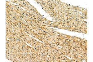 ABIN6260635 and ABIN6268671 at 1/100 staining Rat heart tissue by IHC-P. (CD57 Antikörper  (N-Term))