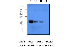 Western blot analysis: Recombinant human protein KIR2DL1, KIR2DL3, KIR2DS4 and KIR2DL4 (each 50ng per well) were resolved by SDS-PAGE, transferred to PVDF membrane and probed with anti-human KIR2DL1 (1:500). (KIR2DL1 Antikörper)