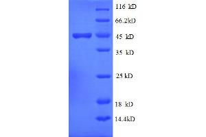 SDS-PAGE (SDS) image for ISG15 Ubiquitin-Like Modifier (ISG15) (AA 2-157), (full length) protein (GST tag) (ABIN1047868)