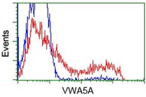 HEK293T cells transfected with either RC212185 overexpress plasmid (Red) or empty vector control plasmid (Blue) were immunostained by anti-VWA5A antibody (ABIN2453787), and then analyzed by flow cytometry. (VWA5A Antikörper)
