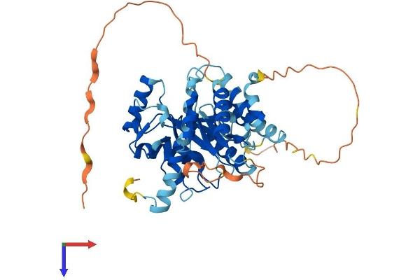 UBE2Q1 Protein (AA 1-422) (His tag)