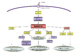 Agathanggelou A. (RASSF1 Antikörper  (Isoform A, N-Term))