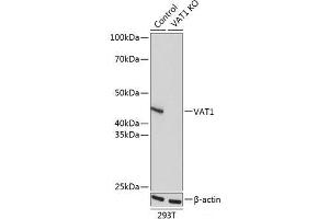 Western blot analysis of extracts from normal (control) and VAT1 knockout (KO) 293T cells using VAT1 Polyclonal Antibody at dilution of 1:1000. (VAT1 Antikörper)