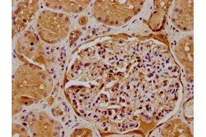 IHC image of ABIN7175242 diluted at 1:500 and staining in paraffin-embedded human kidney tissue performed on a Leica BondTM system. (ATP6VD2 (AA 50-295) Antikörper)