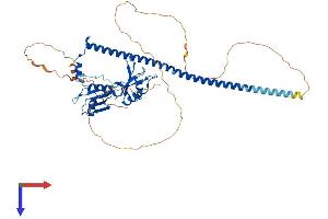 PSPC1 Protein (AA 1-523) (His tag)